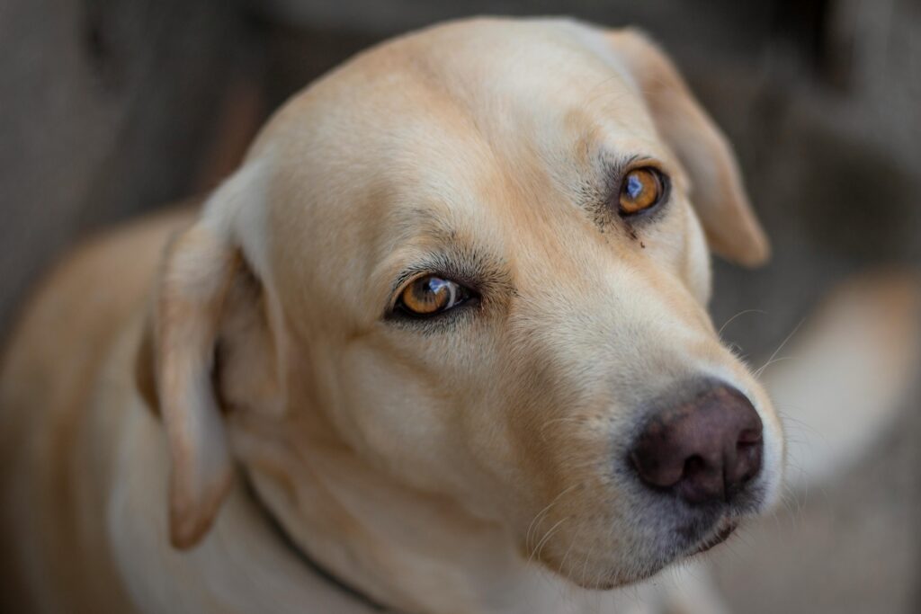 Adorable close-up of a Labrador Retriever gazing with soulful eyes.